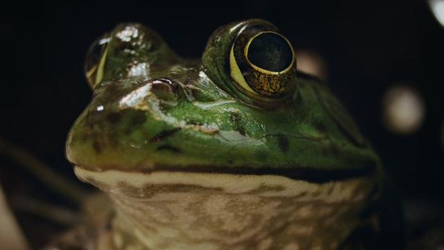 Nightmares of Nature 1x2