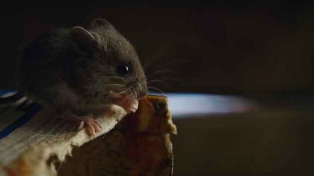 Nightmares of Nature 1x3