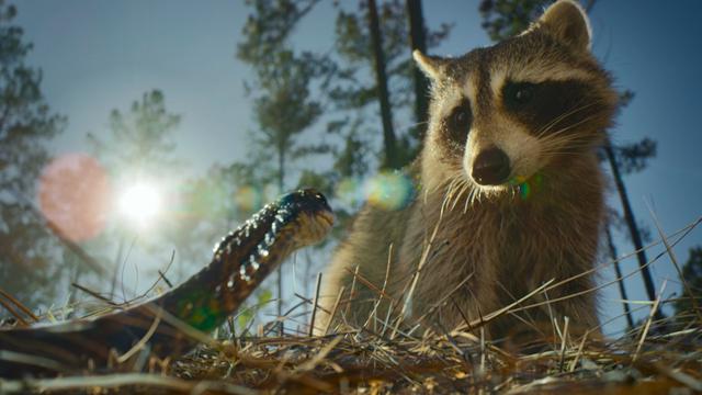 Nightmares of Nature 1x1