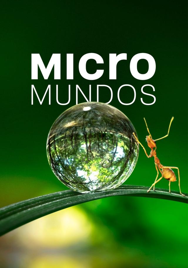 Pequeñas maravillas